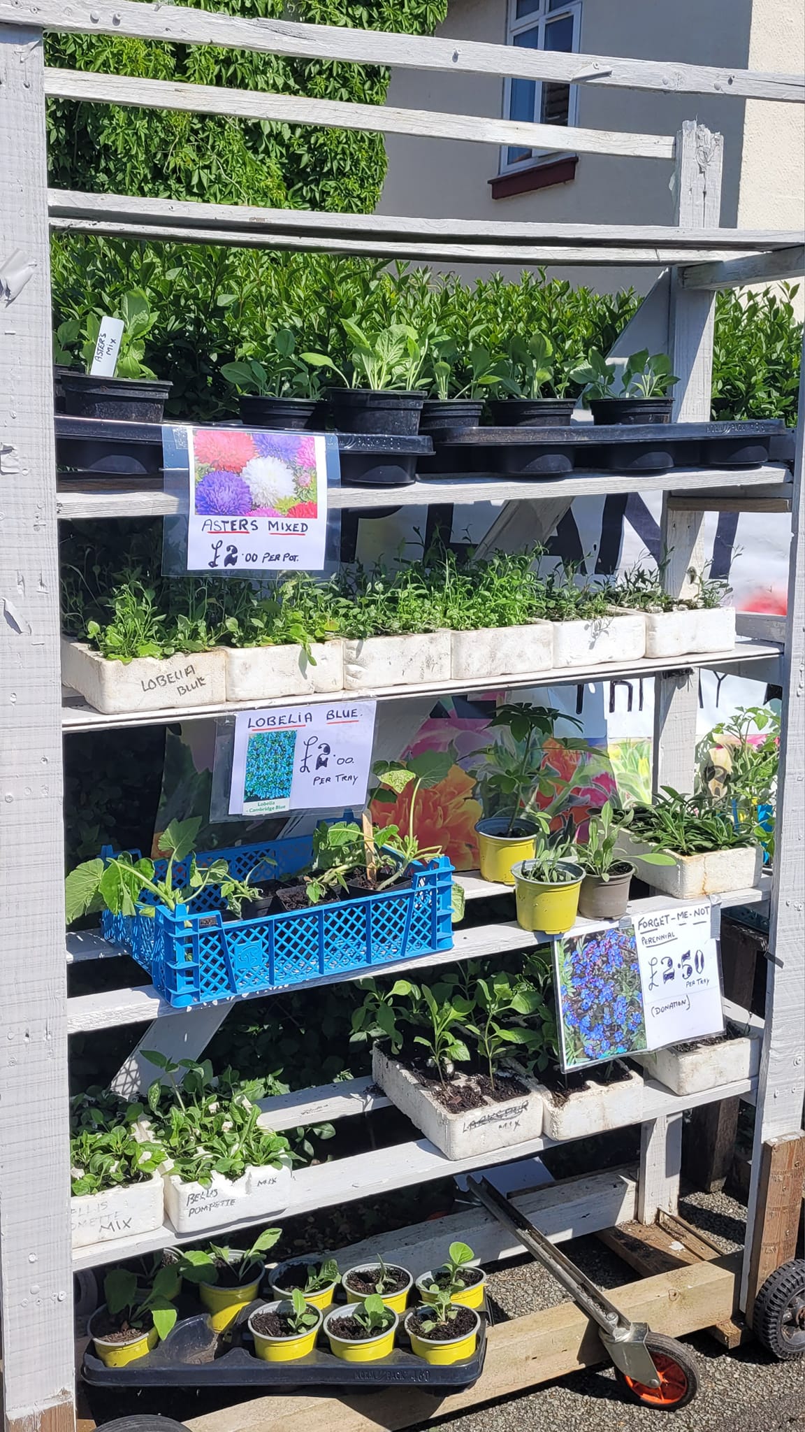 Annual Charity Plant Sale The Chartwell Charities