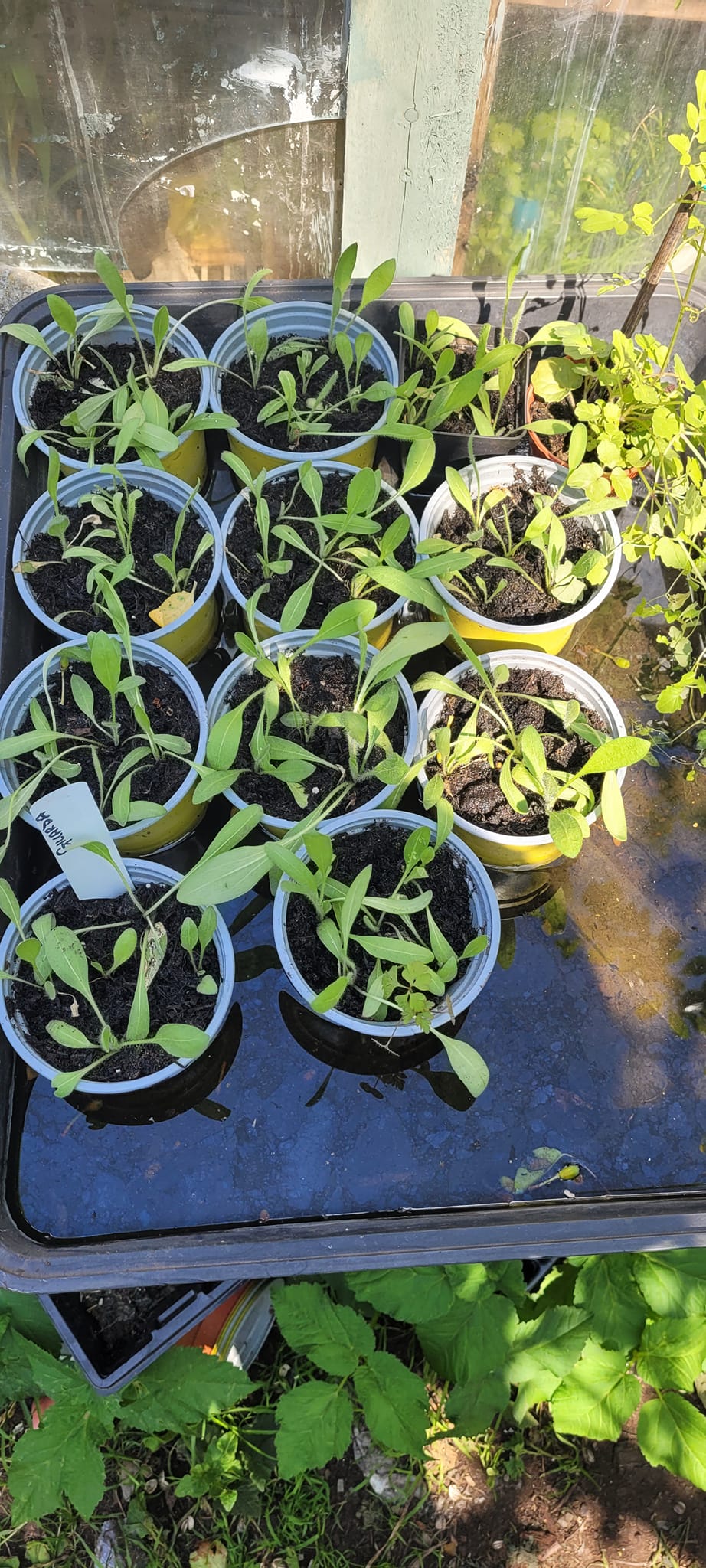 Annual Charity Plant Sale The Chartwell Charities